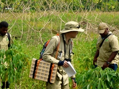Pest survey in Cassava crop